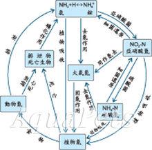氮循環
