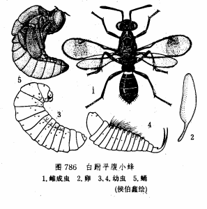 白跗平腹小蜂