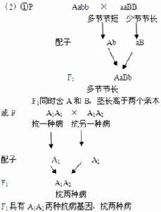 雜種優勢利用