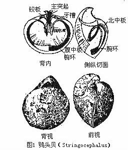 穿孔貝目