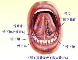 舌系帶