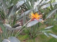 Strelitzia reginae