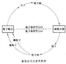 植物世代交替模式圖解