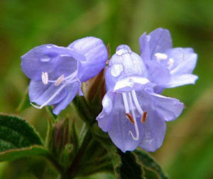 環毛紫雲菜