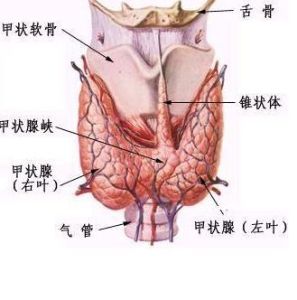 粗脖子