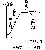 細菌生長期