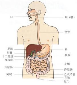 轉移性小腸腫瘤