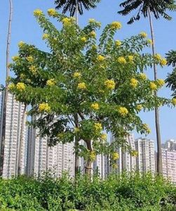 蔓性木本植物