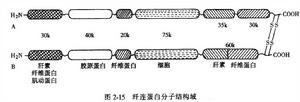 域結構