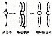 姐妹染色體