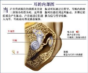 耳內結構圖