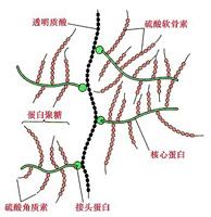 透明質酸成份圖示