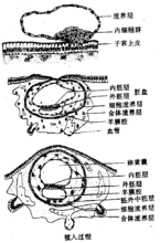 胚外體腔