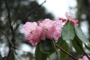 川西淡黃杜鵑(原變種)