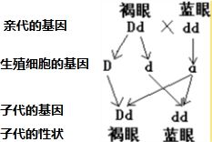 遺傳決定論