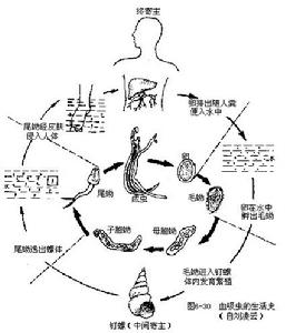 布氏薑片蟲