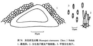 間座殼科