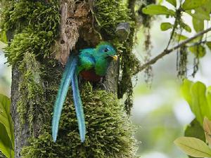 Resplendent quetzal