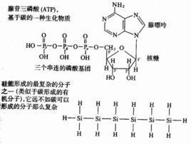 碳基生物