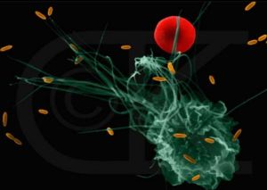 單核巨噬細胞