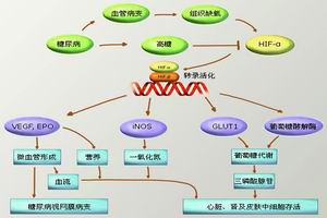 糖尿病腎臟病變