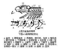 上鰓骨