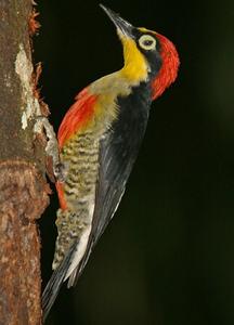 黃額啄木鳥