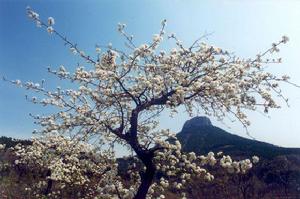 抱犢崮森林公園