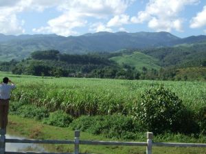 金場河自然村特色產業-甘蔗