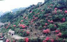 五蓮山風景區黑牛場野生杜鵑花園