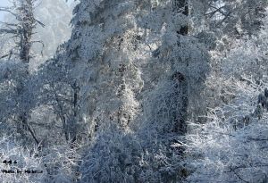 再凍結粒雪