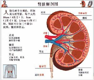 腎臟相關激素測定