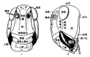 唇基區