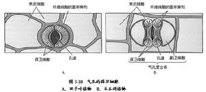 氣孔的保衛細胞