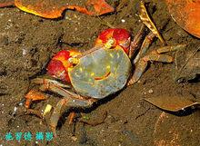 紅螯螳臂蟹（Chiromantes haematocheir）