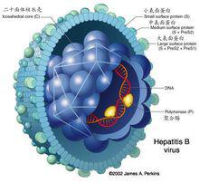 HBV-DNA