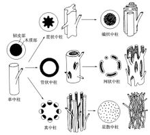 中柱類型