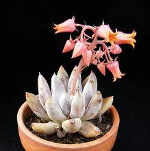 Echeveria tolimanensis 杜里萬蓮