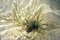 絲狀厚線藻的藻體外形
