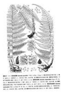 假密果短腸蕨