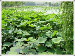 菱湖公園