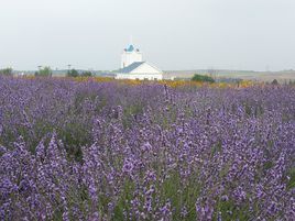 幸福源薰衣草花田旅遊區