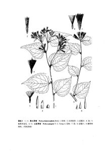尖苞帚菊