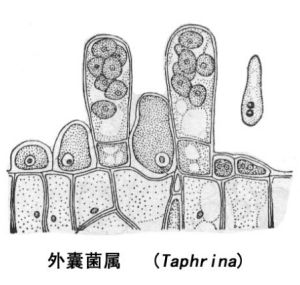 半子囊菌綱