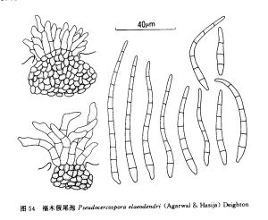 福本假尾孢