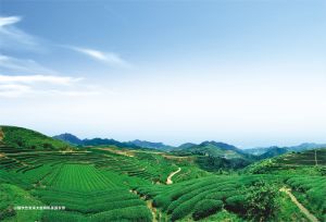 壹日壹茶生態茶園