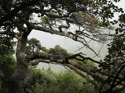 （蒼翠虬髯的賈島松)