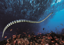 鉤鼻海蛇