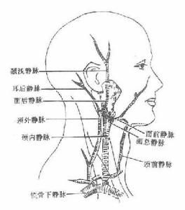 頸靜脈弓