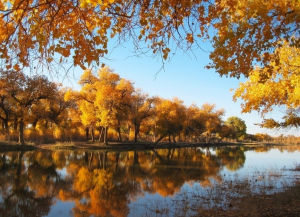 Populus euphratica